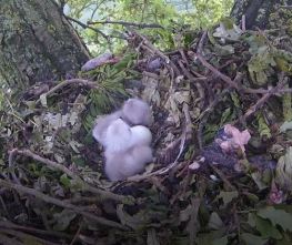 BVB-2Chicks-1Egg-25May18