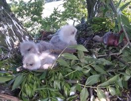 BVB-3Chicks-06June18