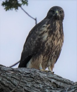 BVB-Fledged1-17Jul18