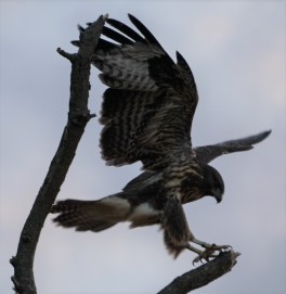 BVB-Fledged2-17Jul18